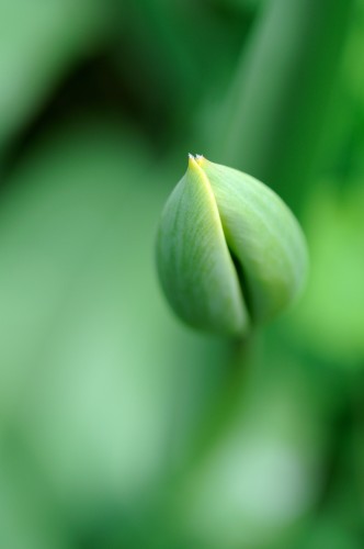 bouton-tulipe